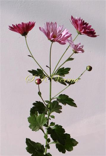  Flowering shoot with inflorescence